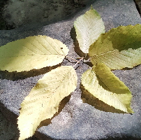 de tweede natuur 2016 workshops landart grafiek